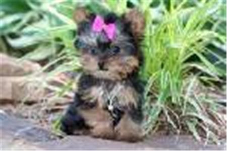 CuteYorkiepuppiesforcaringhome